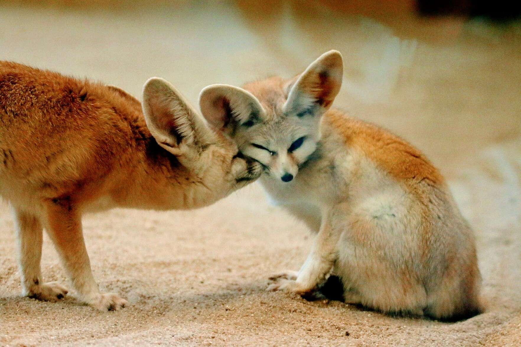 Picture of a fennec fox